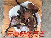 Yunnan wild Ganoderma lucidum whole dry 100g