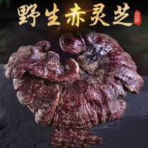 Shennongjia authentic wild Ganoderma lucidum 250g Chinese herbal medicine pruning Linzhi Ganoderma lucidum soak wine material Ganoderma lucidum