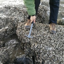 Crushing to the sea oyster artifact digging oyster tool knocking scallop oyster Shell picking digging oyster tool