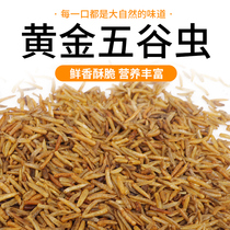 Grain worm bird food maggot dried grain worm maggot dried starling bulbul thrush bird feed snack 500 g