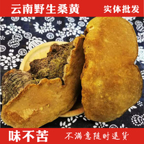 Wild Phellinus wild Yunnan natural whole Mulberry Mulberry yellow Ganoderma lucidum 500g free slices