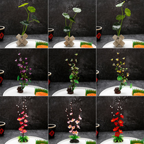 Hotel Restaurant Sashimi Hem Tray Decorated with flower and grass parquet Small Pendulum Pieces Creative Vegetable Pint Finish with Imitation Flowers