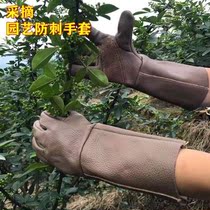 Pick pepper special gloves Protective anti-prick gloves Garden gardening pruning rose season prick peeling chestnut anti-slip