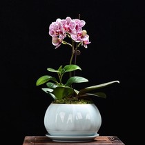 Celadon fleshy Phalaenopsis special flowerpot with tray large ceramic clearance Simple Chlorophyll orchid green plant orchid pot
