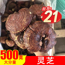 Ganoderma lucidum 500g Changbai Mountain Ganoderma lucidum semi-wild Ganoderma lucidum Ganoderma lucidum Northeast specialty Linzhi sparkling wine wholesale