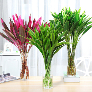富贵竹水培植物包邮客厅室内转运竹净化空气水养盆栽