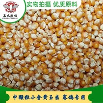 Small Golden Yellow Corn 50 Catty Pigeon Grain Raw Material Dove Grain Fresh Feed Round Grain JiangZhejiang Shanghai