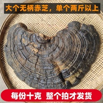 Ganoderma lucidum sessile wild pure natural whole farm special grade