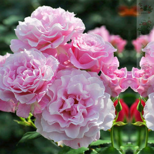 欧洲月季 沉默的爱 爬藤本月季玫瑰花苗蔷薇型盆栽带南方北方花卉