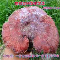 Shennongjia special pure wild Ganoderma lucidum deep mountains pure wild red Ganoderma lucidum purple Ganoderma lucidum wild Ganoderma lucidum