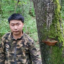 Wild Pine needle spp. Changbai Mountain Wild Pine Needle Ganoderma lucidum Pinus 500g (Mizhiji)