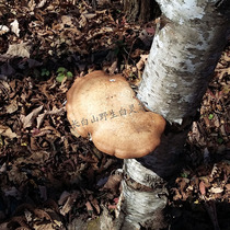 Changbai Mountain Wild Ganoderma Yulinzhi Fungus Ganoderma lucidum Birch stripping bacteria free Section 500g
