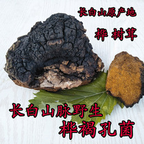 Long White Mountain Wild Birch Brown Birch Brown Layer Pore Fungus Birch Birch Brown Pore Fungus Birch Mushroom 500 gr