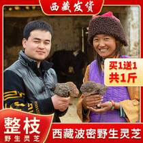 Tibetan specialty Ganoderma lucidum Wild authentic Nyingchi red Ganoderma lucidum grass Ganoderma lucidum tablets Authentic whole pure red ganoderma lucidum soup gift box