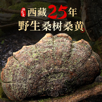 25 years Phellinus) Tibet wild Mulberry Mulberry splinter wild Ganoderma lucidum Tibetan wild Phellinus 250g