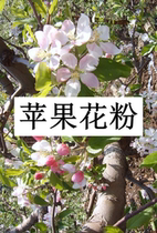 Apple Pollen Apple Pollination Pollen Gaga Pink Sea Apple Pink Star Pink Star Pink Royal Jelly