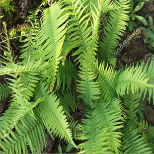 荚囊蕨 篦子草 铁蕨萁 锯草 梳子草 野生中草药(多省包邮)