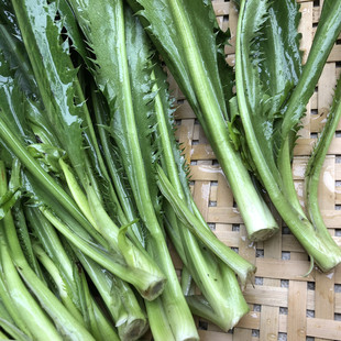 越南新鲜大香菜500克进口刺芹洋鹅芥洋芫荽假芫西mui tau调味香料