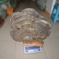 Cangshan Ganoderma lucidum Tang Yunnan wild large and medium-sized wood Ganoderma lucidum bonsai ornaments wild red-limbed Porus 500g