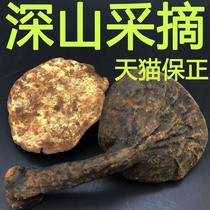 Wild Purple fungus mountains growth anti-handle Ganoderma narrow spore of Ganoderma lucidum and Ganoderma lucidum Linzhi Ganoderma Atrum dried