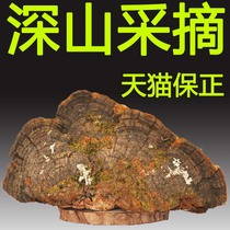 Mountain Zi love wild pine needle layer hole bacteria Changbai Mountain deep mountain growth pine wood layer hole bacteria pine needle pine needle Mulberry yellow positive dry products