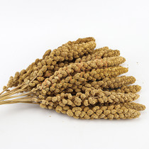 Small bird parrot snack rat food natural ear hamster grain hamster grain bird snack 10 (25cm)