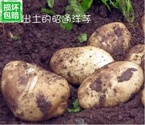 Hubei Enshi selenium-rich mini small potatoes Alpine yellow heart potatoes fresh potatoes 10 kg pack