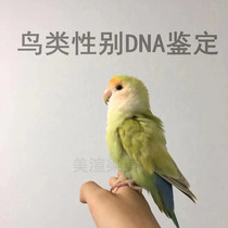 Other Birds DNA Test Card Large Small And Medium Parrot Sex Identification Peony myra gold Cousin Pigeon Duck