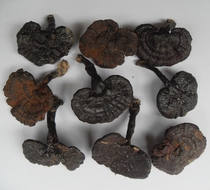 In 2021 the wild Ganoderma lucidum purple Ganoderma lucidum black lucidum soothe nourishing 6-9CM250G