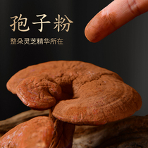 Ganoderma lucidum Changbai Mountain Ganoderma lucidum spore powder Ganoderma lucidum