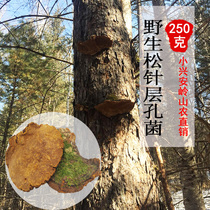 Pine needle layer hole fungus wild 250g pine needle Ganoderma lucidum pruned pine pine Mulberry slices powder fungus soup Linzhi fungus