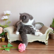 Meow to lie down to win your princess tatami couch cat grabbing plate grinding claw luxury corrugated paper kitty scratching a toy