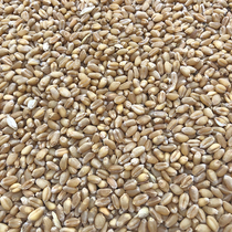 5kg Pigeon Pigeon grain wheat pigeon food feed ingot pigeon nutrition calcium supplement baby pigeon beam no corn