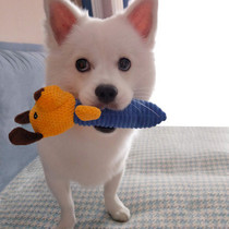 Pet supplies dog Teddy VIP than bear Puppies Puppies sound-resistant grinding teeth relief doll plush toys
