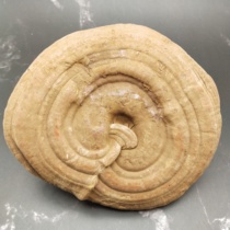 Changbai Mountain Ganoderma lucidum purple wild environment planting with spore powder Ganoderma lucidum New Products 100g