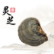 Lanshengtang Ganoderma lucidum flat cover Ganoderma tree tongue Ganoderma lucidum whole flower cut Ganoderma lucidum tea 500g