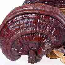 Changbai Mountain Ganoderma lucidum purple Ganoderma lucidum semi-wild purple lucidum Ganoderma Linzhi