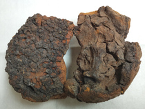 Wild Birch brown larvae Birch brown larvae Birch brown Ganoderma lucidum wild Ganoderma lucidum 160 yuan per catty