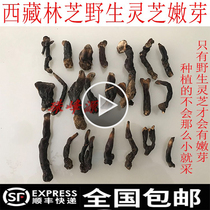 250g Tibetan wild Ganoderma lucidum red Ganoderma lucidum villagers go up the mountain and pick it up when they see it they will not wait until they grow up for their own use