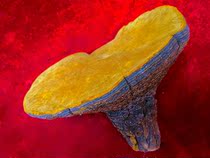 Tibet wild mulberry Mulberry ancient mulberry Mulberry Mulberry forest Golden virgin forest scarce single plant 414g