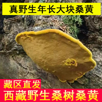Phellinus wild Tibetan Phellinus mulberry tea Ganoderma lucidum whole Super Phnom Penh effect 250g