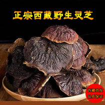Tibet Ganoderma lucidum wild dry goods can help the Ganoderma lucidum spore powder wild Ganoderma