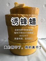 Lure beeswax beeswax trap wild bees lure bees attract bees catch bees magically find bees Queen recruits bees lure bees