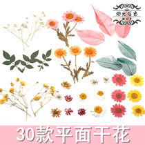 Snow Pearl Flower Lace Flower Crystal Chrysanthemum Crystal Dropping Dried Flower Mobile Phone Shell diy Gypsophila Gypsophila Green Leaves Dried Flower Veins Collection
