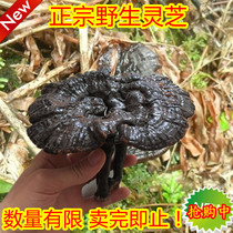 Deep Mountain picking wild Lingzhi Linzhi Purple Lingzhi Sesame Grass and Whole Branches of Lucid Grass 500g