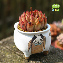 Jingdezhen Korean hand-painted frosted cute with feet creative multi-meaty flowerpot colorful breathable control type coarse pottery