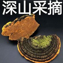 Phellinus Tibetan wild mulberry Phellinus Ganoderma lucidum high altitude Phellinus lintzhi non-Changbai Mountain non-special grade Phnom Penh Linzhi 500g