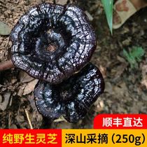 Guangxi Zhuang deep mountains wild Ganoderma lucidum dry goods whole branches wild black Ganoderma lucidum purple Ganoderma lucidum soak soup Tea 250g