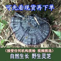 Guangxi pure wild Ganoderma lucidum purple Ganoderma lucidum Linzhi pure natural wild Ganoderma lucidum can be sliced and beaten 250g