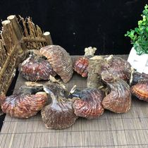 Changbai Mountain Pine Fir Ganoderma lucidum Linzhi forest Ganoderma lucidum fragrance foot quality is good